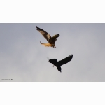 20210413 RM u kolkrabe 1 DSC02295.jpg